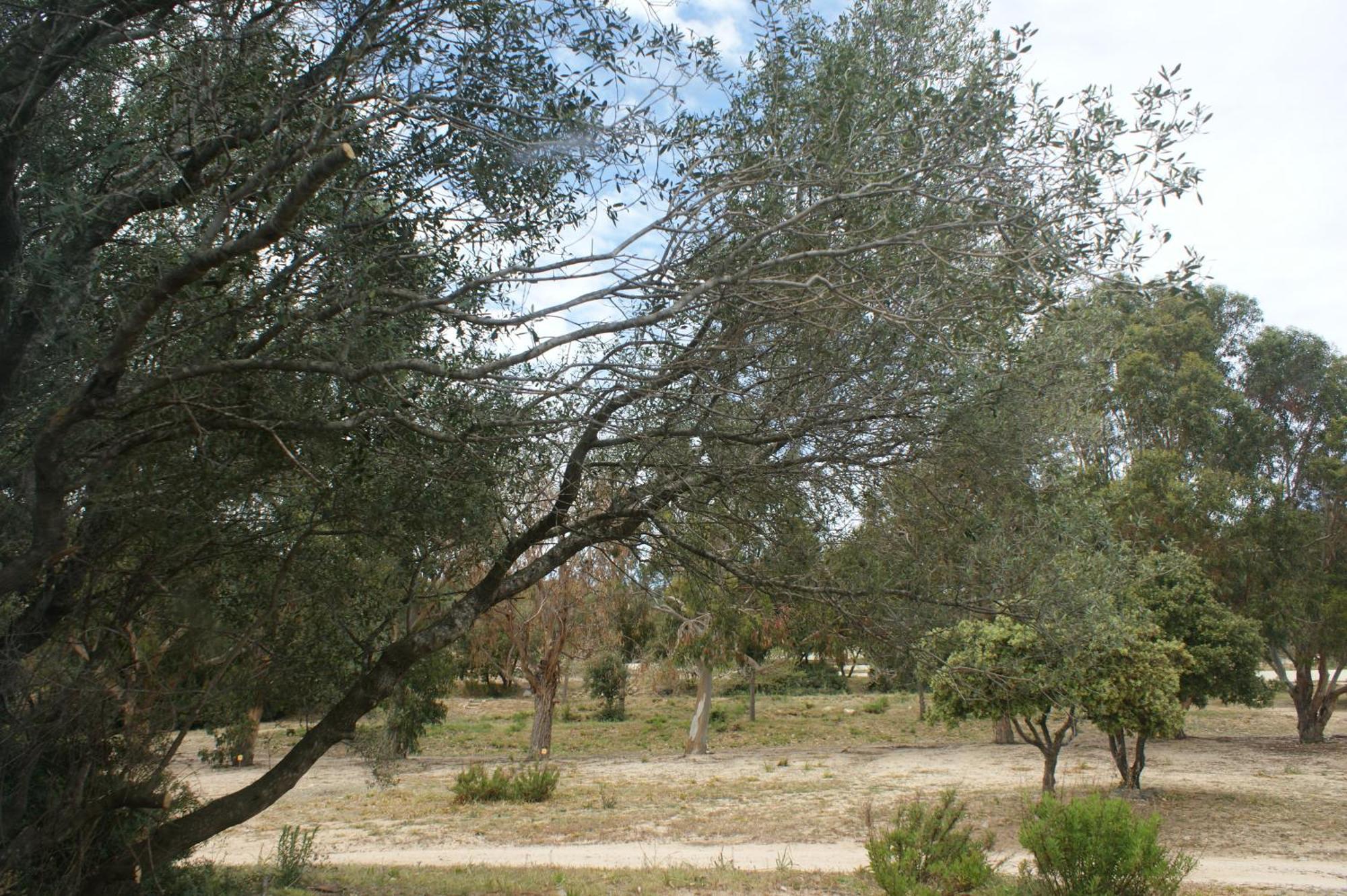 Belle Location Sur Lumio Avec Vue Remarquable Et Jardin Lumio (Corsica) Exterior foto